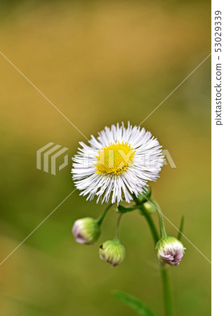 はるるんページ Haruzion (Haru Shion) - Stock Photo [53029339] - PIXTA