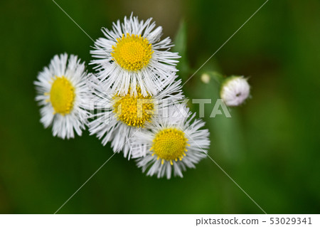 Haruzion(Haru Shion) Haruzion(Haru Shion) 53029341