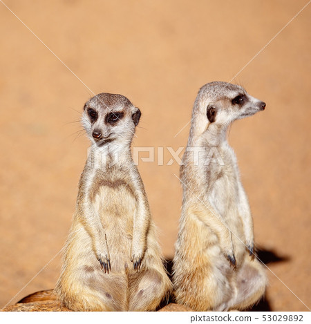 Cute And Inquisitive Meerkats 53029892