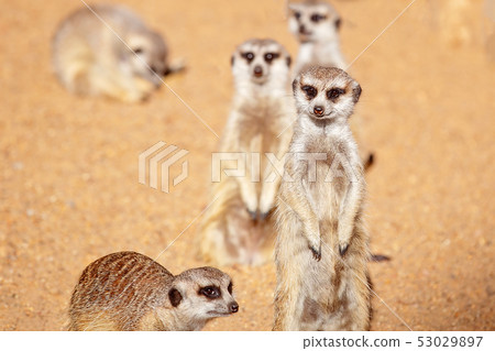 Always Active And Cheeky Meerkats 53029897