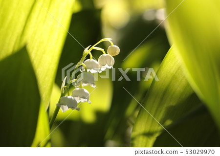 Lily of the valley in the forest Lily of the valley in the forest 53029970