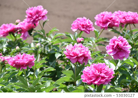 Peony peony (Shaku) 53030127