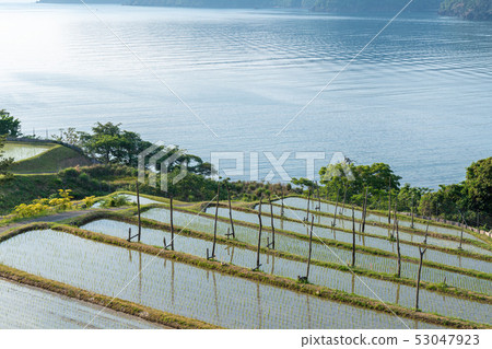 Rice terrace of Tabu 53047923