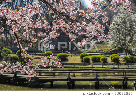 [Tokyo] Spring Yakushiike Park 53051835