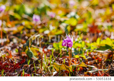 Katakuri flowers 53051838