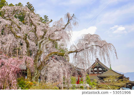 [山梨縣] bu山觀音寺已有400年曆史的垂枝櫻花和Soshido 53051906
