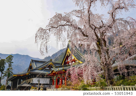 [山梨縣]春天的信濃山關氏寺 53051943