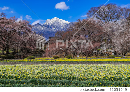 [山梨縣]春季的金雞寺和小松岳 53051949