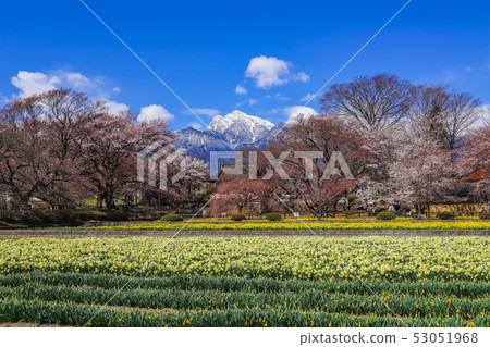 [Yamanashi] Jinji Temple and Kai Komagatake in spring 53051968