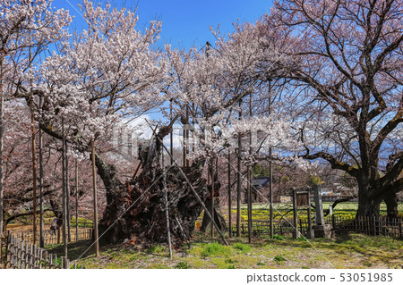 [Yamanashi Prefecture] Yamataka Jindai Sakura 53051985