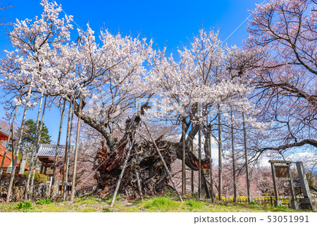 [Yamanashi Prefecture] Yamataka Jindai Sakura 53051991