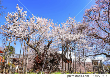 [Yamanashi Prefecture] Yamataka Jindai Sakura 53051994