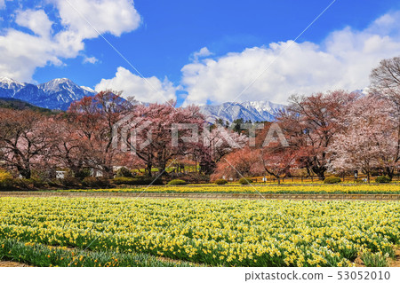 [山梨縣]春天的金雞寺和南阿爾卑斯山 53052010
