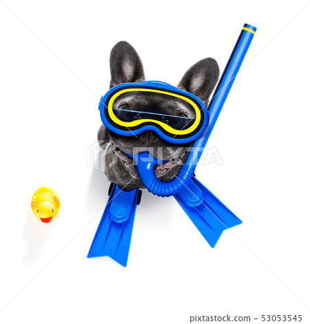 scuba diving dog 53053545