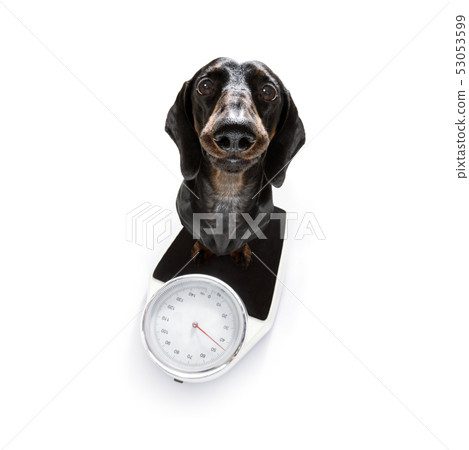 dog on scale , with overweight 53053599