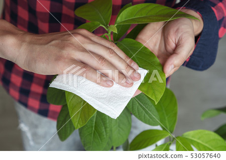 man takes care of avocado leaves at home 53057640