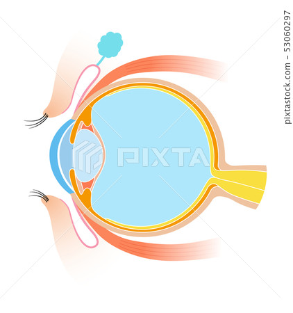  Eye sectional view Anatomy 53060297