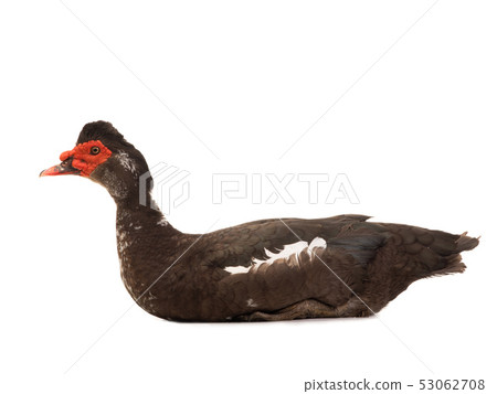 cairina moschata duck large chocolate 53062708