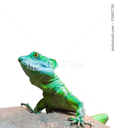 green chameleon (Chamaeleo calyptratus) isolated 53062736