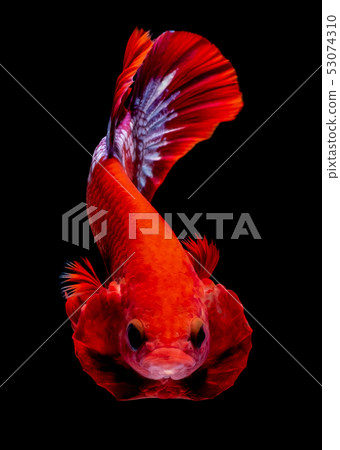 Betta fish red hellboy in the aquarium black blac Betta fish red hellboy in the aquarium black blac 53074310
