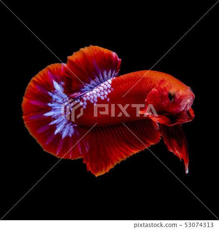 Betta fish  red hellboy in the aquarium black blac 53074313
