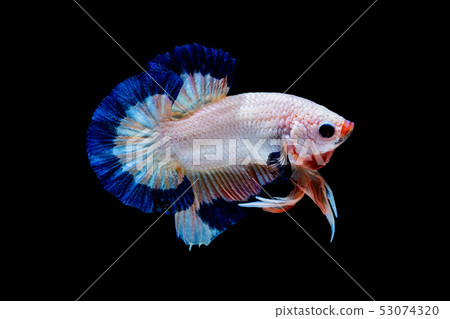 Betta fish red hellboy in the aquarium black blac Betta fish red hellboy in the aquarium black blac 53074320