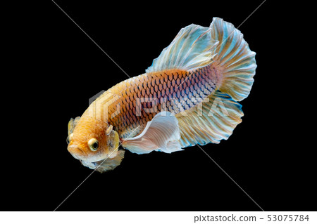 Betta fish red hellboy in the aquarium Betta fish red hellboy in the aquarium 53075784