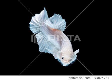 Betta fish red hellboy in the aquarium Betta fish red hellboy in the aquarium 53075787