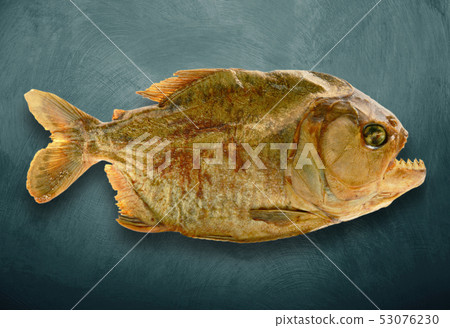 isolated embalmed piranha in dark background isolated embalmed piranha in dark background 53076230