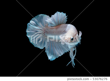 Betta fish red hellboy in the aquarium Betta fish red hellboy in the aquarium 53076276
