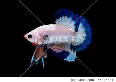 Betta fish  red hellboy in the aquarium 53076284