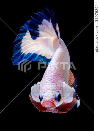 Betta fish red hellboy in the aquarium Betta fish red hellboy in the aquarium 53076294