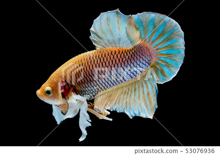 Betta fish red hellboy in the aquarium Betta fish red hellboy in the aquarium 53076936