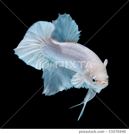 Betta fish red hellboy in the aquarium Betta fish red hellboy in the aquarium 53076946