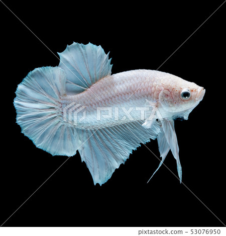 Betta fish red hellboy in the aquarium Betta fish red hellboy in the aquarium 53076950