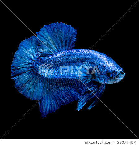 Betta fish red hellboy in the aquarium Betta fish red hellboy in the aquarium 53077497