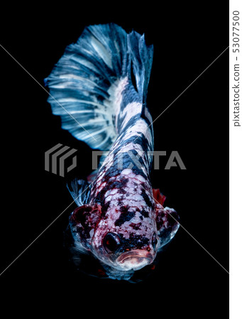 Betta fish  red hellboy in the aquarium  53077500