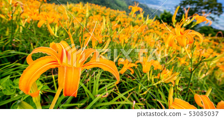 花蓮六十石山金針花茅草金針橙黃花菜勿忘我勿忘我 53085037