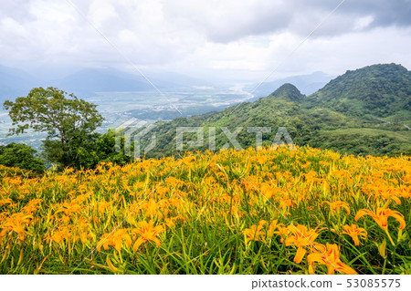 花蓮六十石山金針花茅草金針橙黃花菜勿忘我勿忘我 花蓮六十石山金針花茅草金針橙黃花菜勿忘我勿忘我 53085575