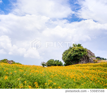 Hualien Sixty Ishiyama Golden Needle Flower Kayakusa Gold Needle Orange Daylily Forget-me-not Forget-me-not Forget-me-not 53085588