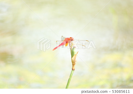 紅蜻蜓 紅蜻蜓 53085611