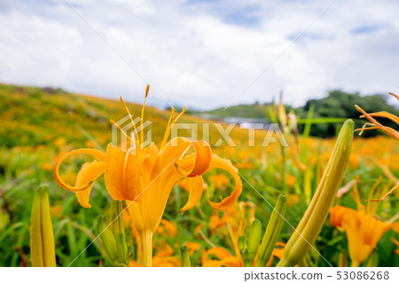 花蓮六十石山金針花茅草金針橙黃花菜勿忘我勿忘我 53086268