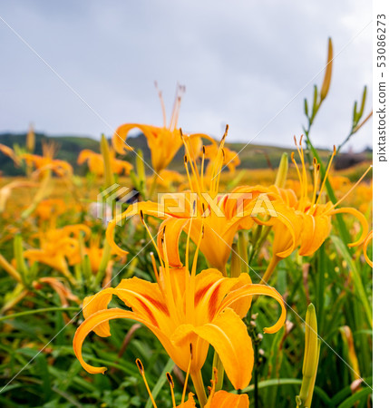 花蓮六十石山金針花茅草金針橙黃花菜勿忘我勿忘我 花蓮六十石山金針花茅草金針橙黃花菜勿忘我勿忘我 53086273