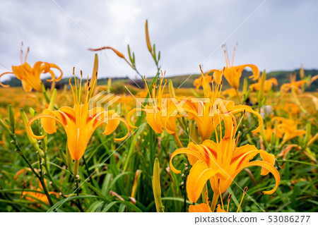 花蓮六十石山金針花茅草金針橙黃花菜勿忘我勿忘我 花蓮六十石山金針花茅草金針橙黃花菜勿忘我勿忘我 53086277