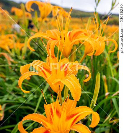 花蓮六十石山金針花茅草金針橙黃花菜勿忘我勿忘我 53086280