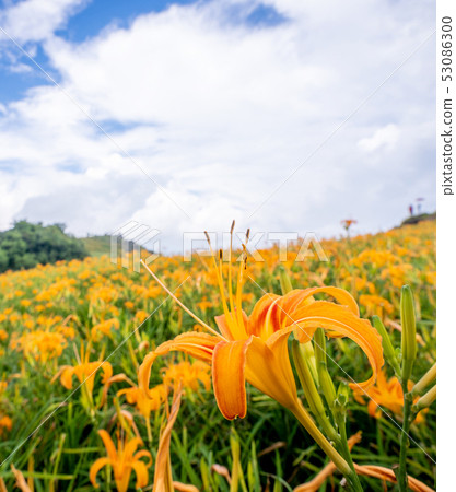 花蓮六十石山金針花茅草金針橙黃花菜勿忘我勿忘我 53086300