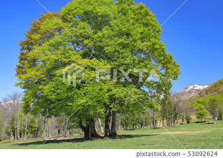 新鮮的綠色的Kamagamine牧場 新鮮的綠色的Kamagamine牧場 53092624