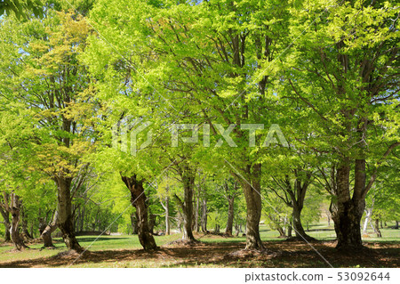 Fresh green of Kamagamine ranch 53092644