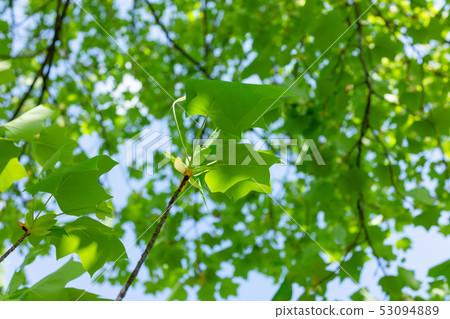 Lily tree: fresh green 53094889