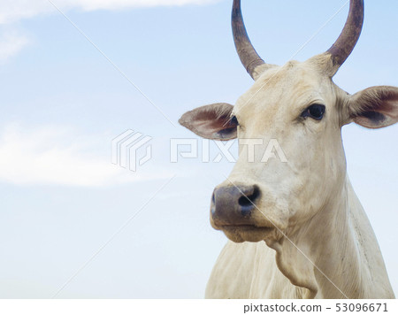 Indian cattle 53096671